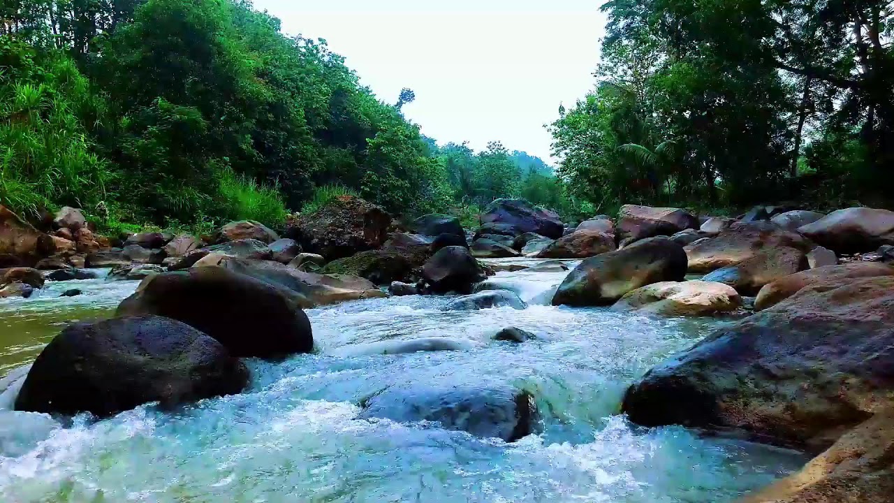 White Noise for Studying Nature – Forest River White Noise for Productivity