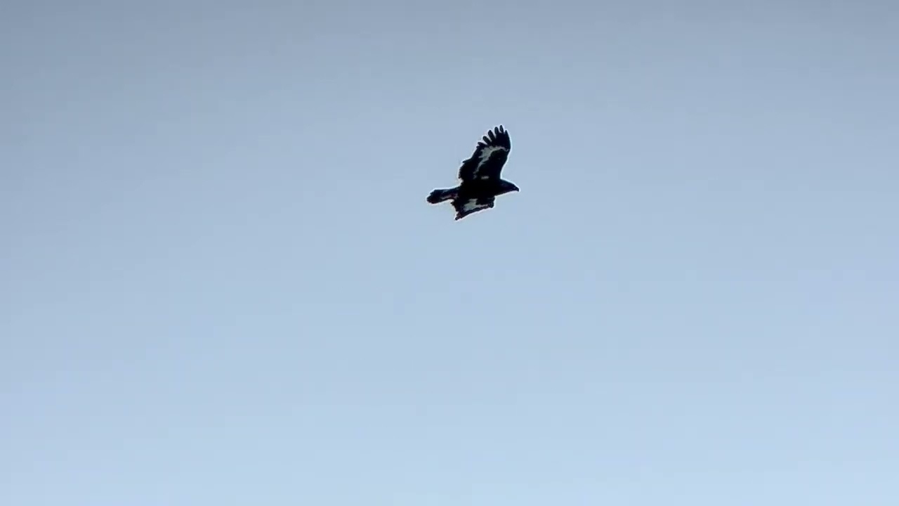 Golden eagle (Aquila chrysaetos) 2 cy. Ryda, Uppland 08 December 2026. iPhone digiscoping.
