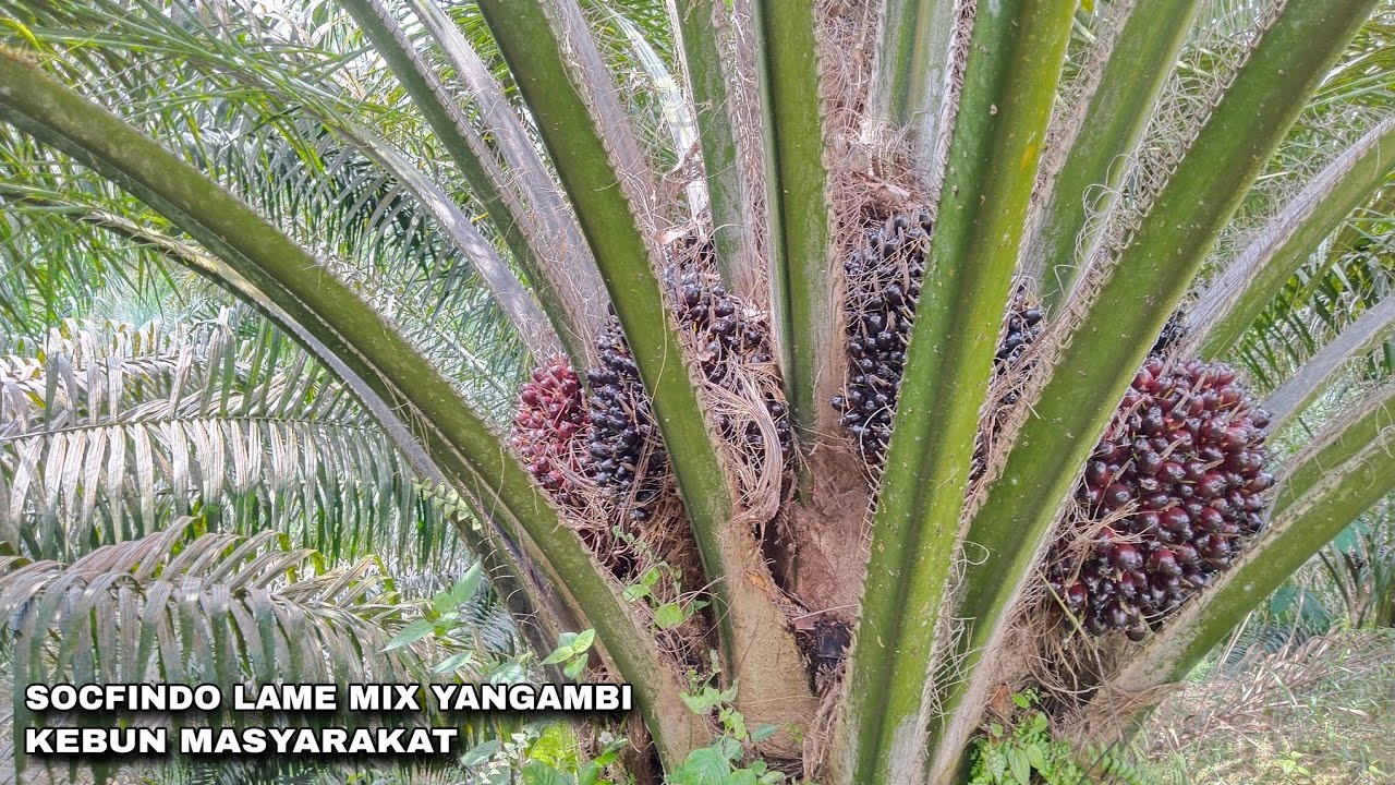 Kondisi kebun masyarakat | SOCFINDO LAME MIX YANGAMBI. TM3 Memasuki TM4