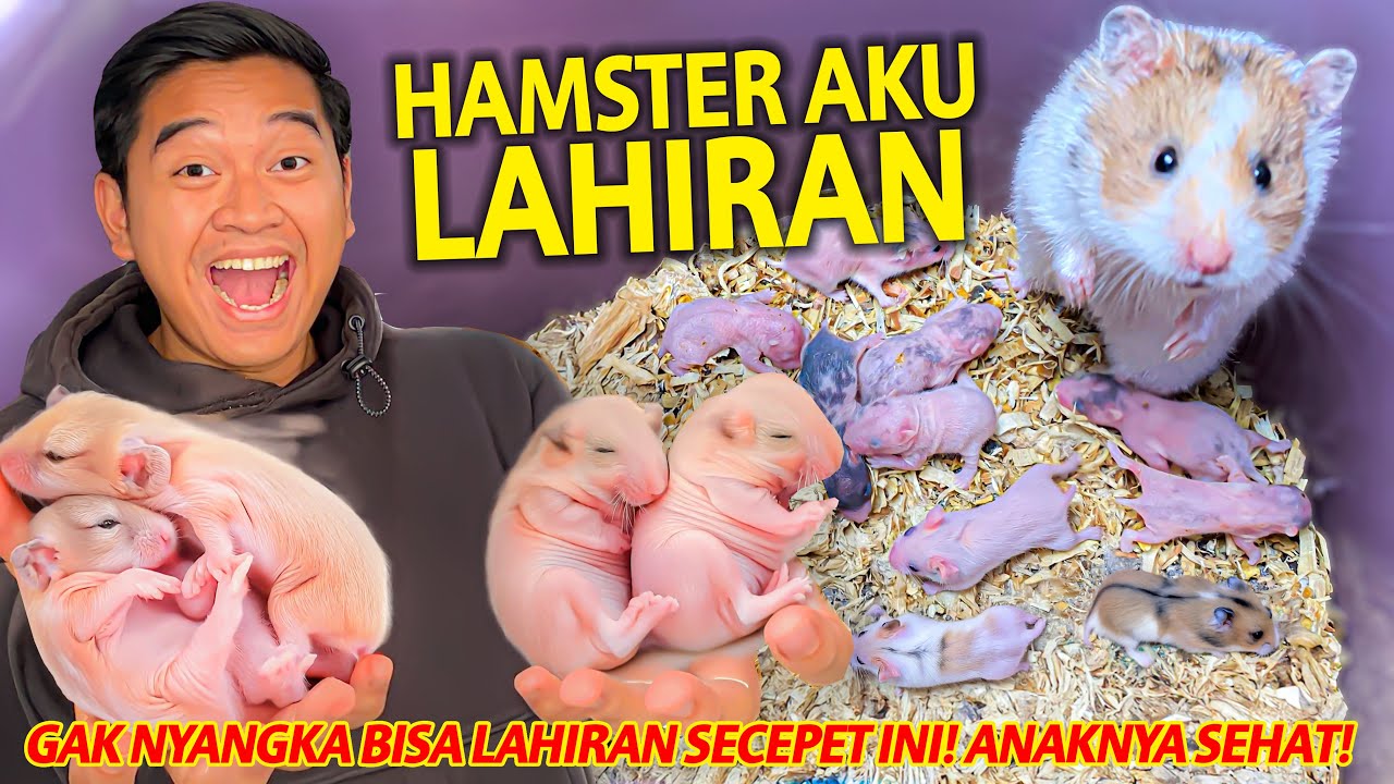HAMSTER AKU TIBA-TIBA MELAHIRKAN! GAK NYANGKA BAKAL SECEPET INI PUNYA ANAK! KITA RAWAT SEMUANYA!