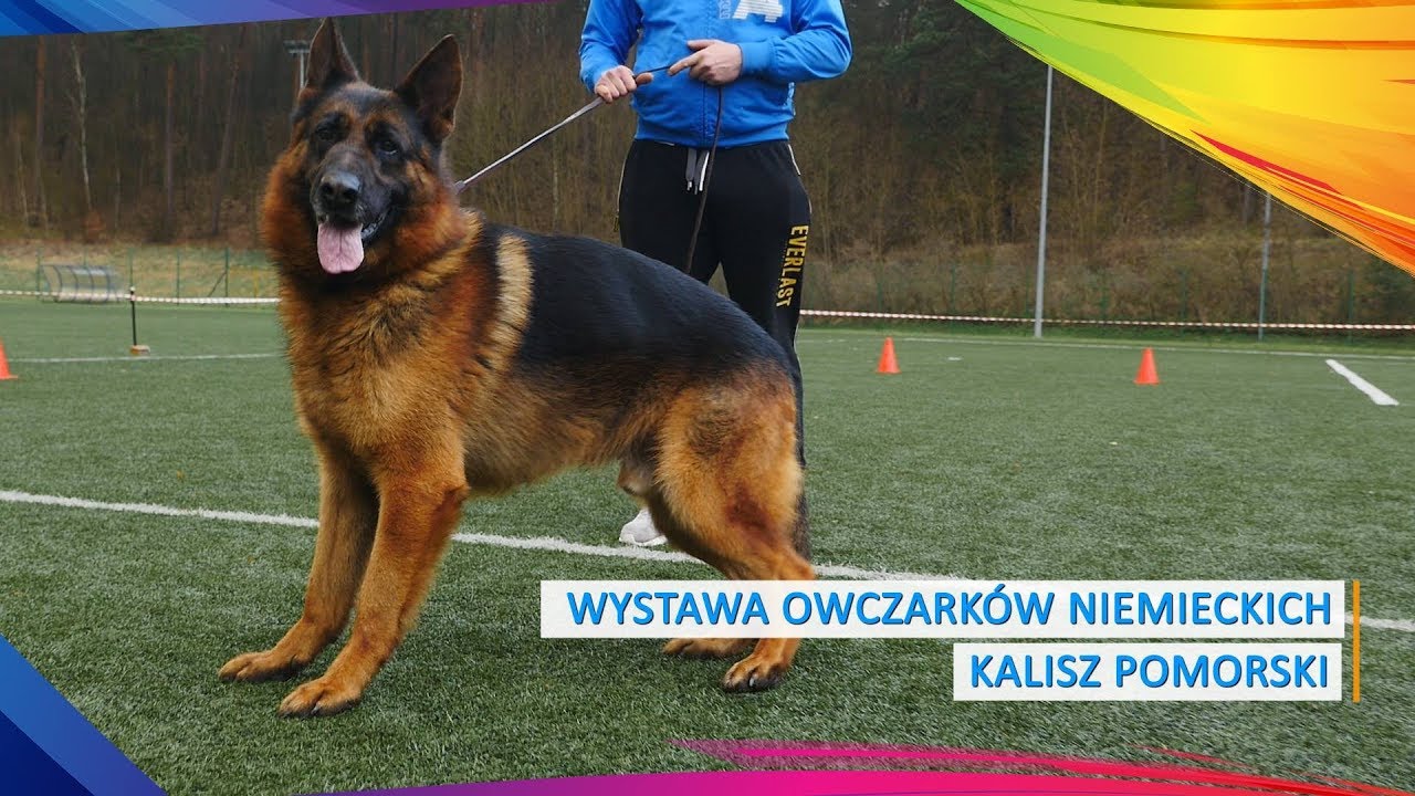 Wystawa Owczarków Niemieckich