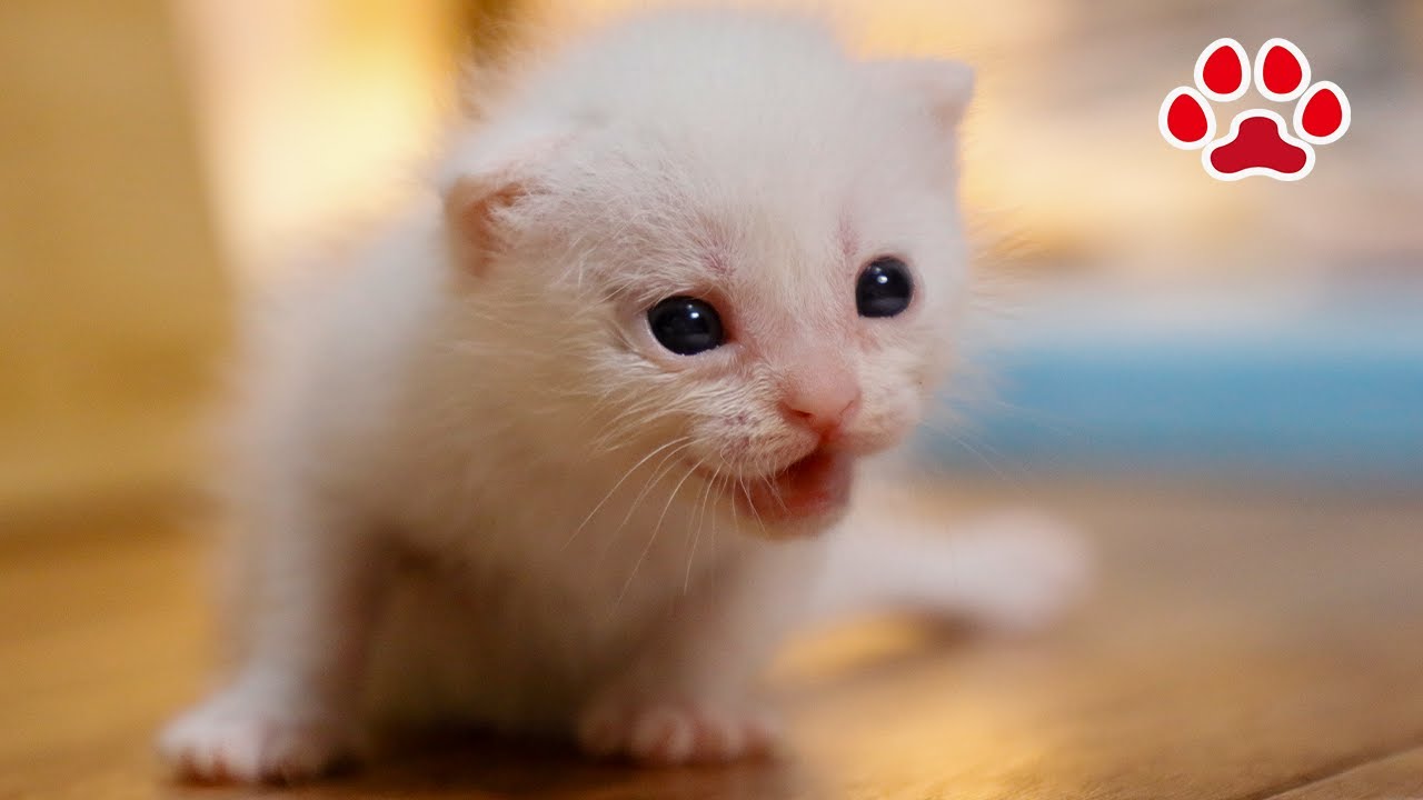 [Day11] Реакция Миэль и Белль на то, что они впервые увидели котенка