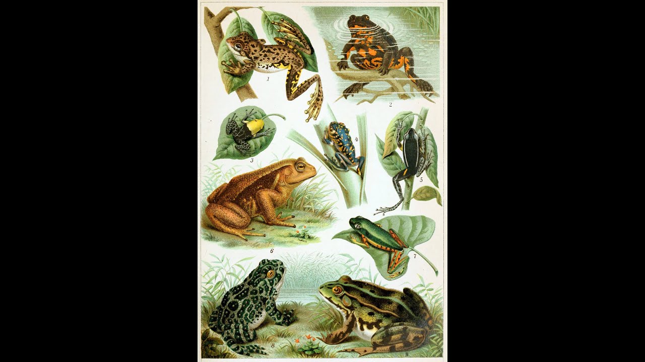 Cyprus amphibians calls