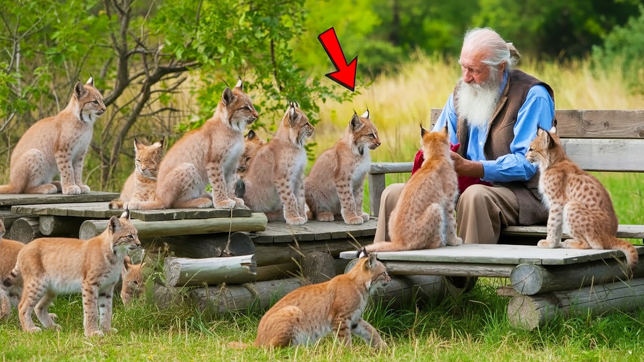 Man Grew Up with a Bobcat — Years Later He Built “Bobcat Alley” and Saved Thousands of Bobcats