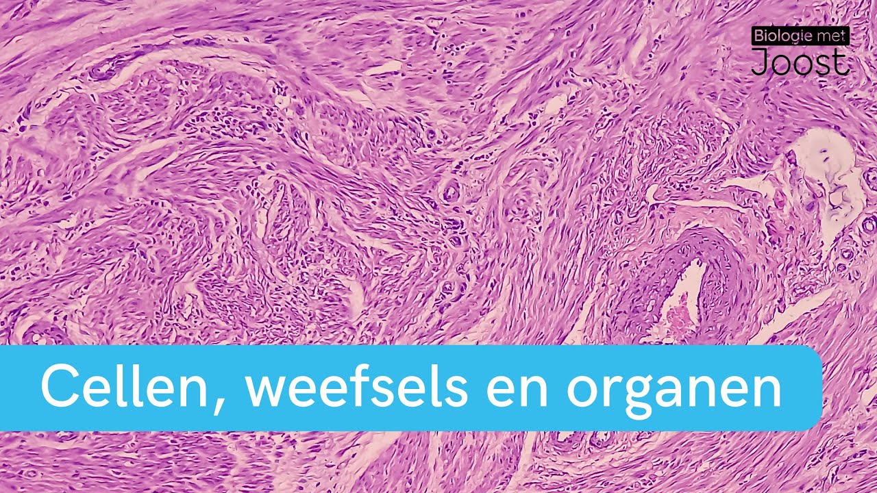 Cellen, weefsels en organen | Samenvatting