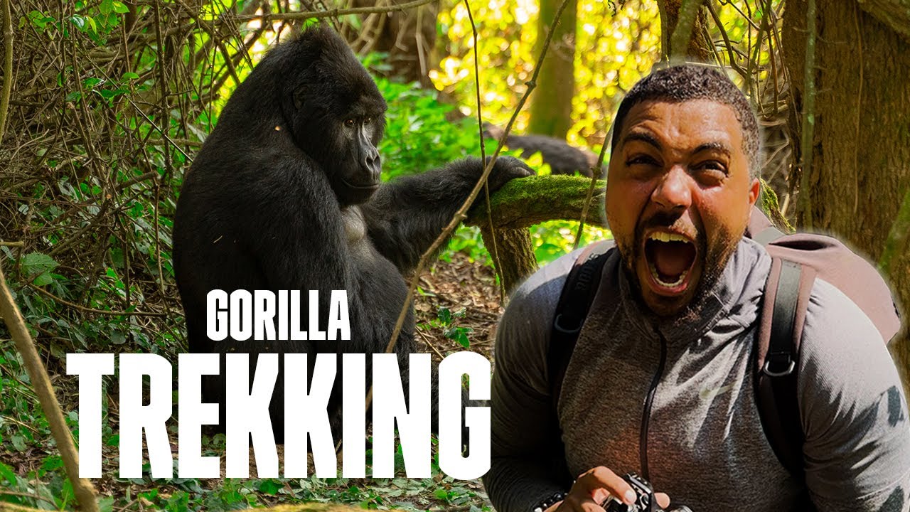 Gorilla Trekking: Our Journey into Uganda's Bwindi Impenetrable Forest
