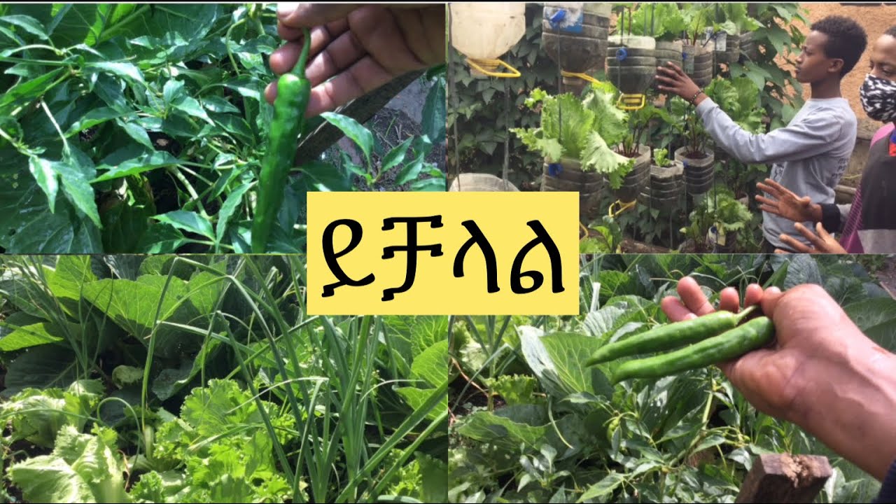 ለተማሪዎች ለታዳጊዎች እጅግ ጠቃሚ የሆኑ የከተማ ግብርና ስራዎች