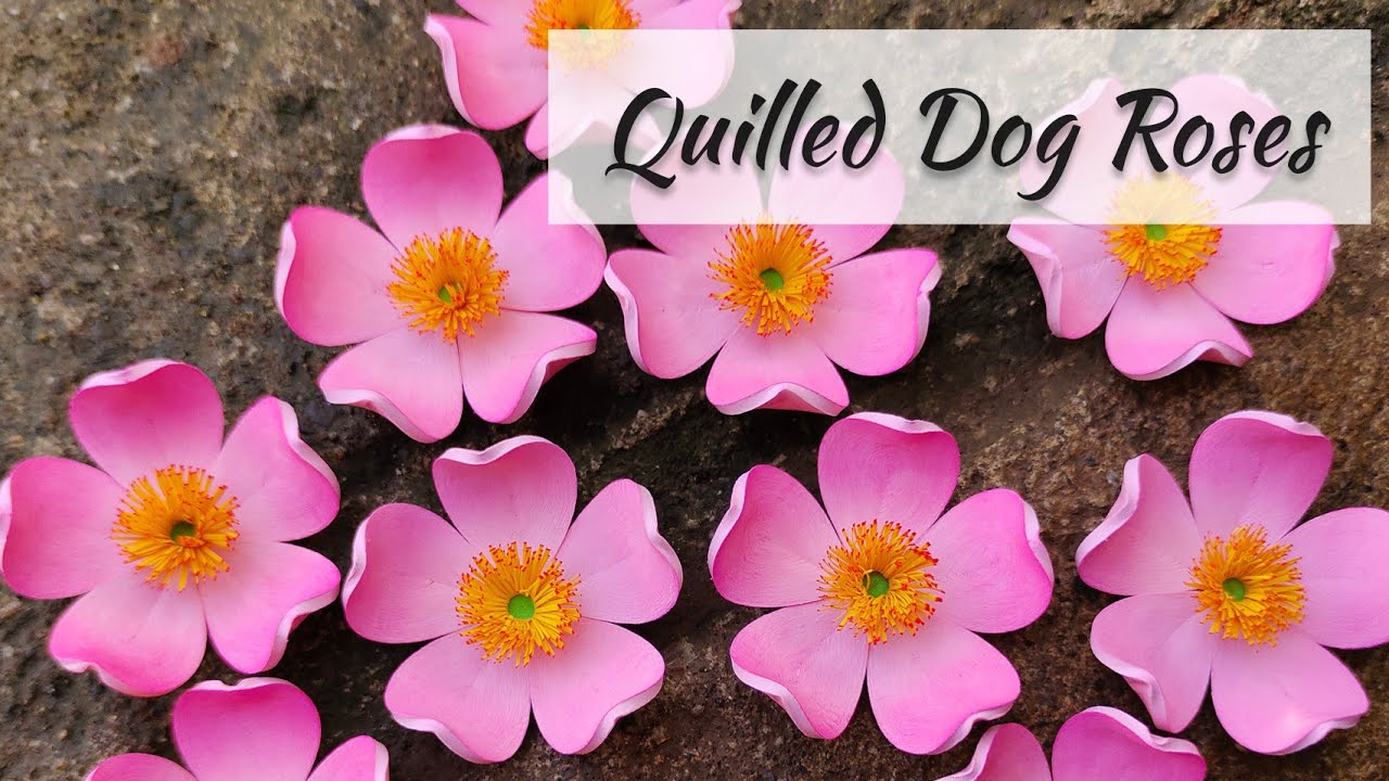 How To Make Paper Quilling Flower(Dog Rose) //Quilling 3D Flowers Tutorial