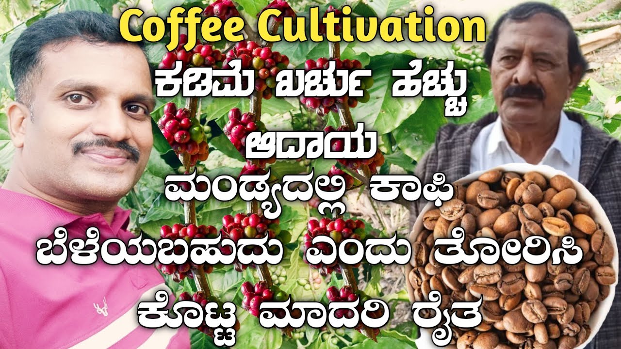 ಕಾಫಿ ಕೃಷಿ|Coffee cultivation|Coffee plantation|Coffee growing|Cofee cultivation in Karnataka|robusta