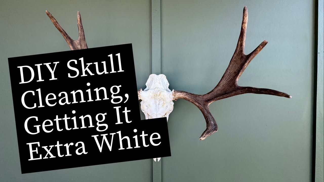 DIY European Skulls Mount | Learn how to get it extra white  