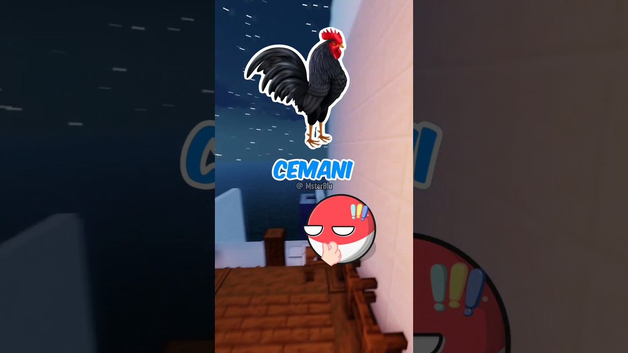 5 Mitos Tentang Ayam!!!