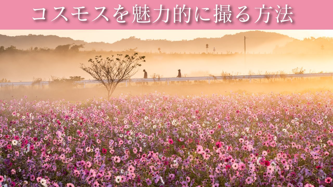コスモスの写真を魅力的に撮る方法〜絞り・シャッター速度ほか