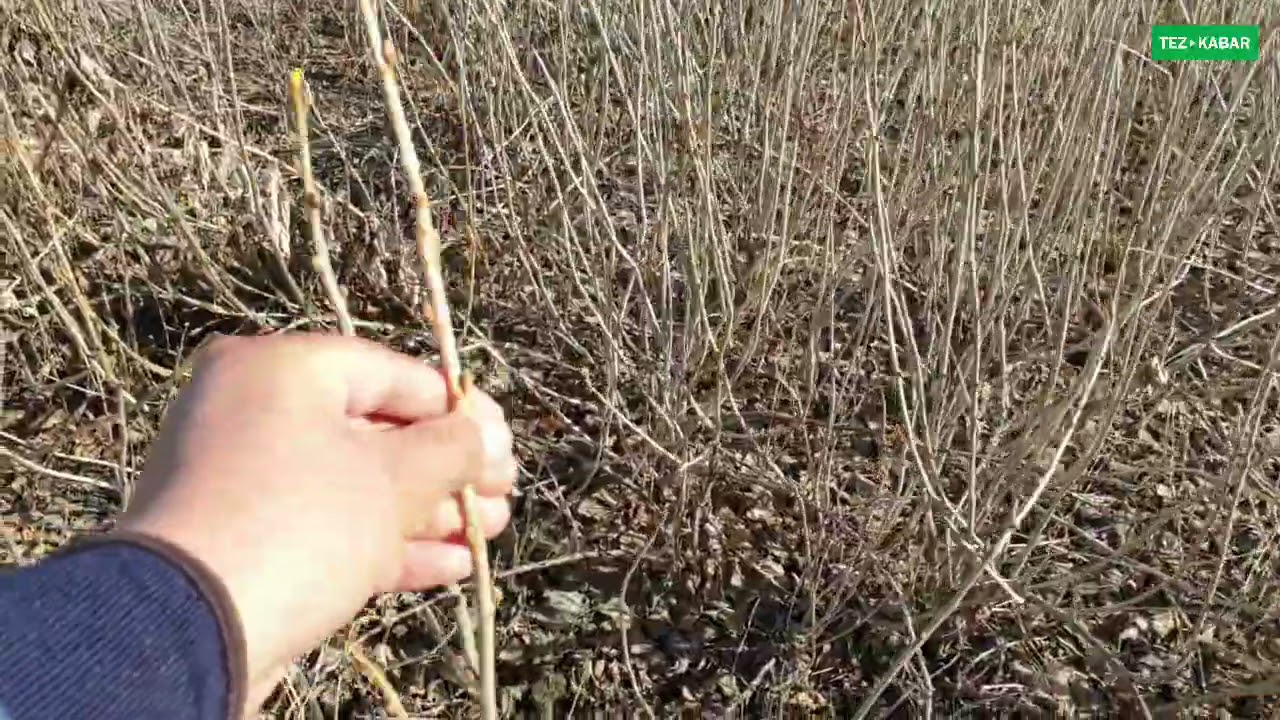 Кара КАРАГАТ көчөттөрү сатылат  |  1-2-3 жылдык