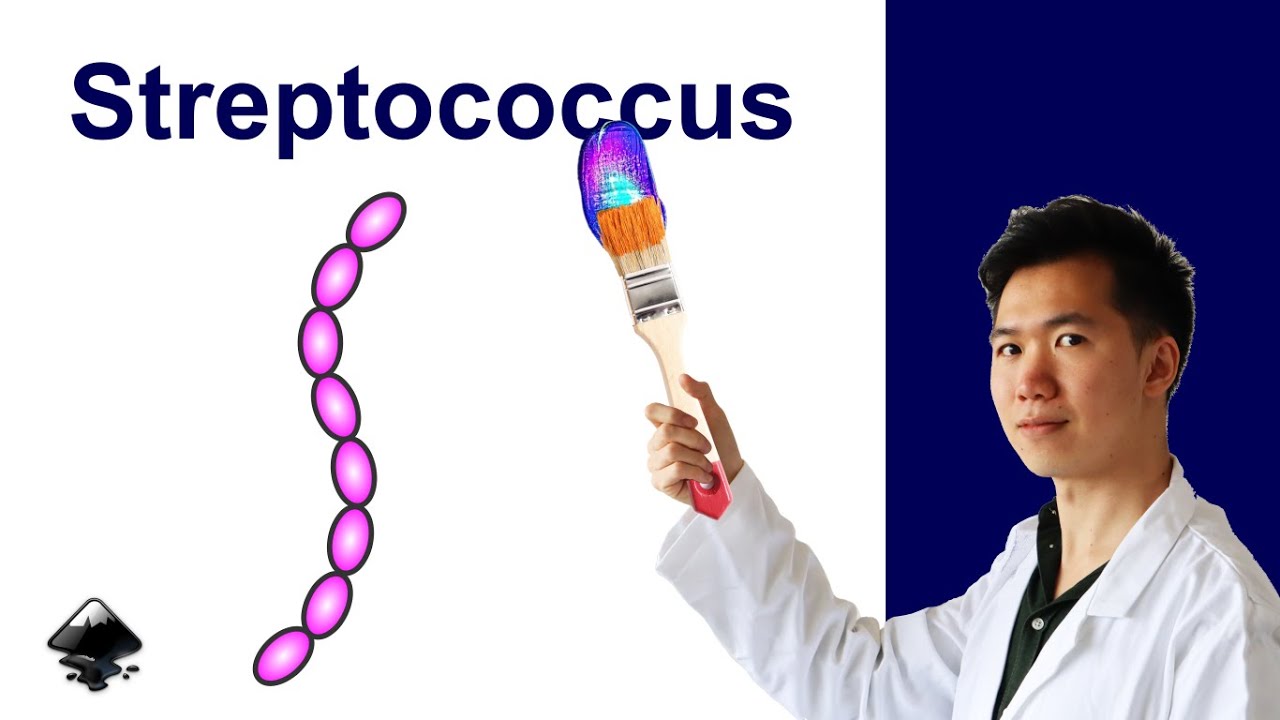 How to Draw Streptococcus Bacteria in Inkscape | Scientific Illustration | Graphical Abstract