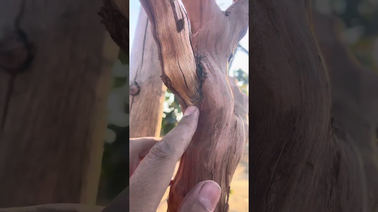 مشكلة تهدد حياة أشجار العنب (البق الدقيقي)