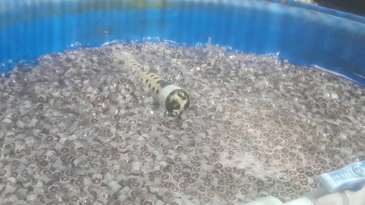 Tập 67...Có nên thay thế HẠT NHỰA trong hệ thống lọc tuần hoàn bằng LƯỚI LAN ? (Eel farm).