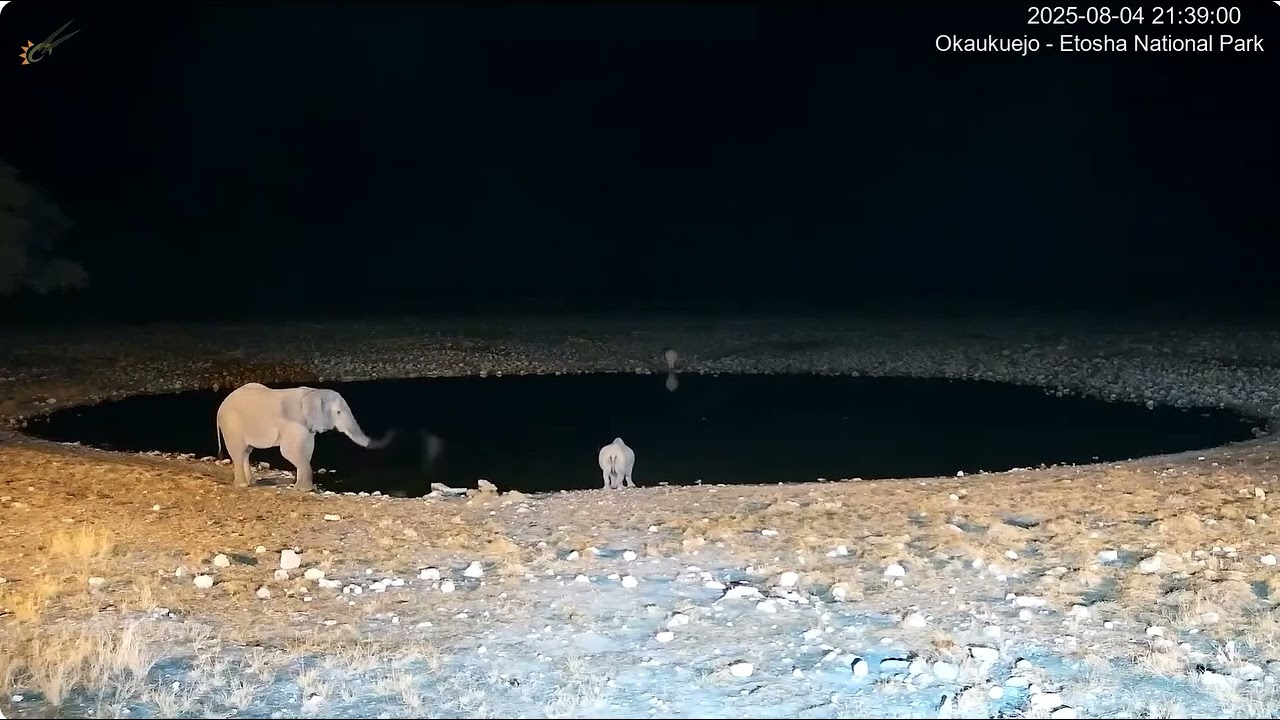 Elephant Sprays Rhino with Water at Etosha Waterhole | NamibiaCam