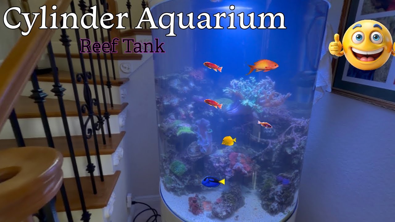 Cylinder Reef Aquarium 