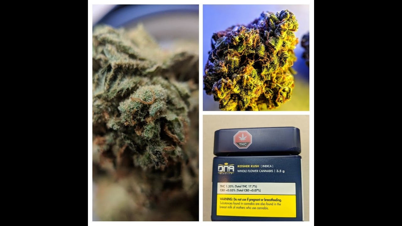 Canadian cannabis review DNA Genetics Kosher Kush review.