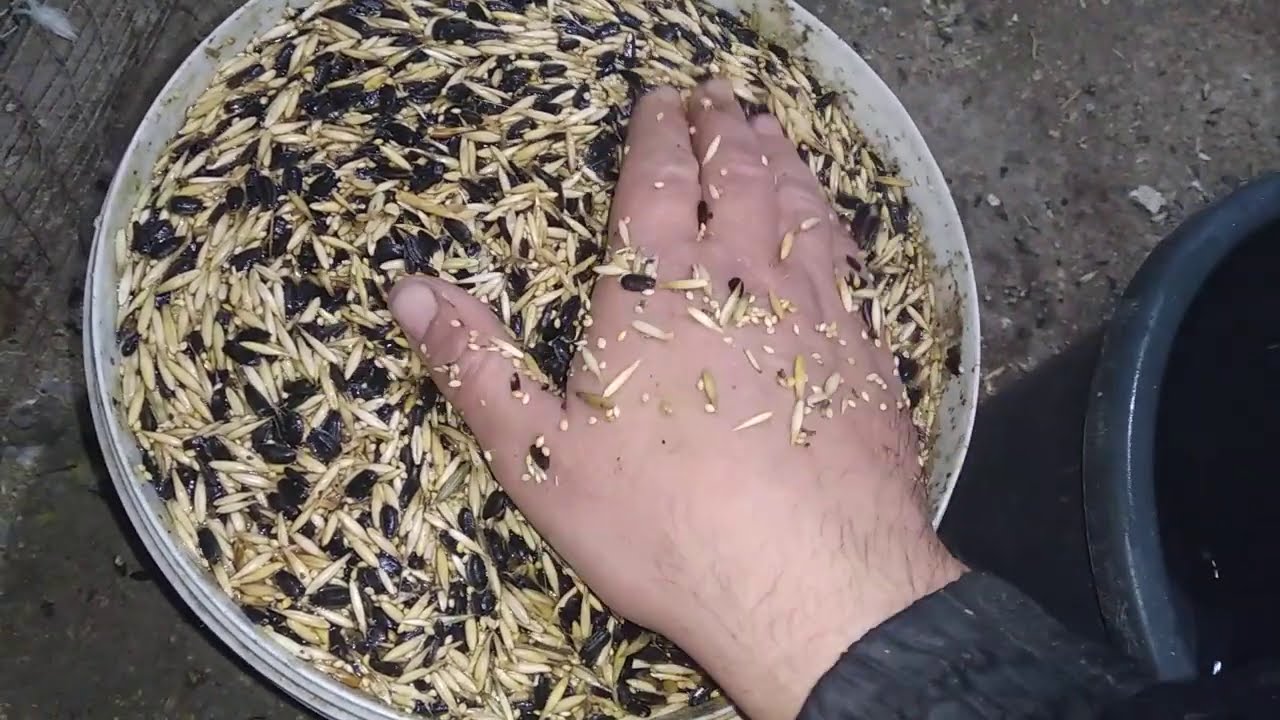 Мой рецепт пророщенного зерна для попугаев перед периодом разведения.