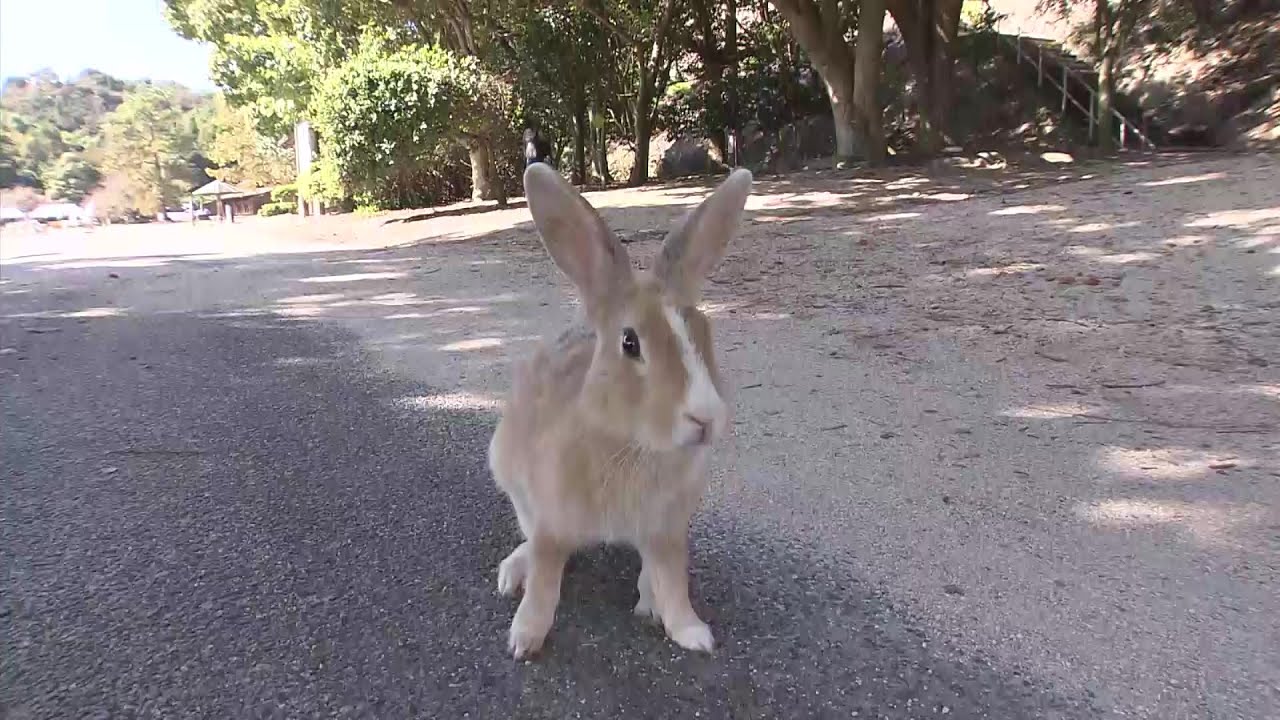 「うさぎ島」大久野島のウサギ大量死　「死んだウサギの数は99匹を確認」と発表　環境省