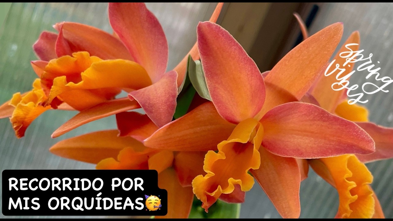 ✅ASÍ LUCE MI COLECION DE ORQUÍDEAS~MARZO‼️🪴🌼🌸🌺 🙋🏻‍♀️