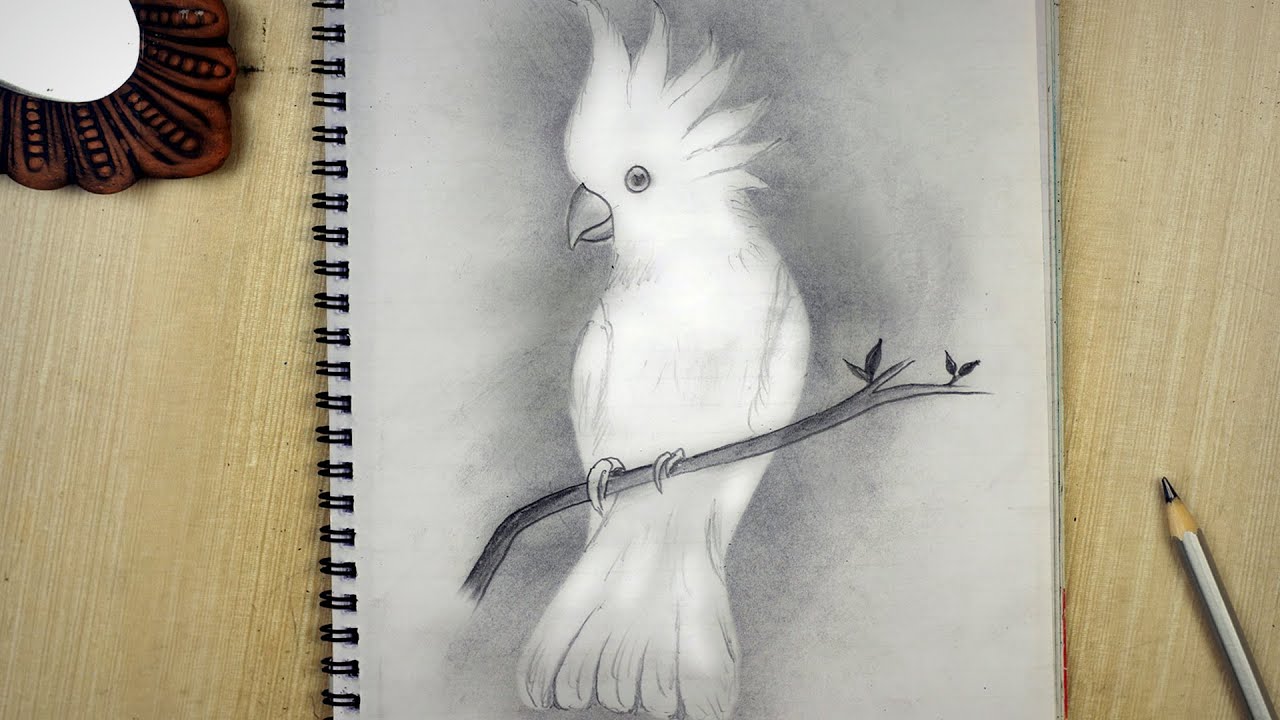 Bird Drawing | Pencil Sketch Bird Drawing Tutorial | How to draw a white bird