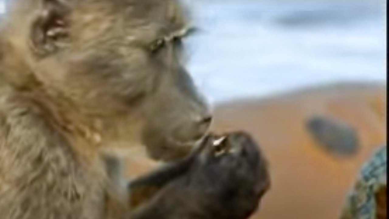 Wild Monkeys Eating Shark Eggs on Low Tide | BBC Studios