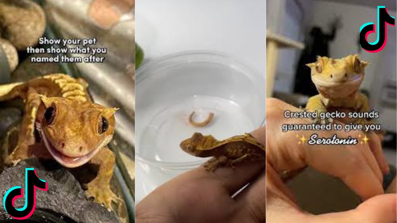 Crested Gecko /Compilation TikTok   4K /2023