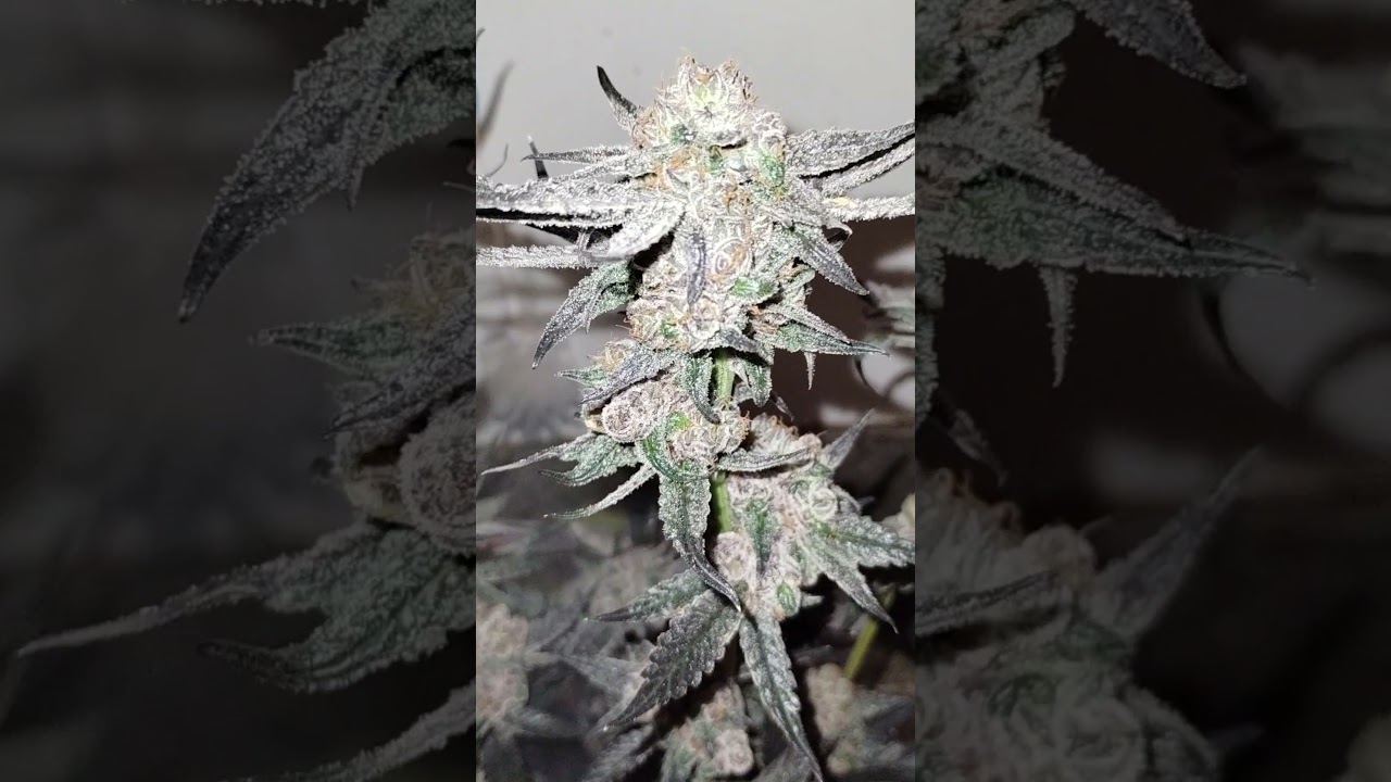 OG Moves for more potency/terps. #cannabis #WhiteTruffle #GoldCashGold #growers
