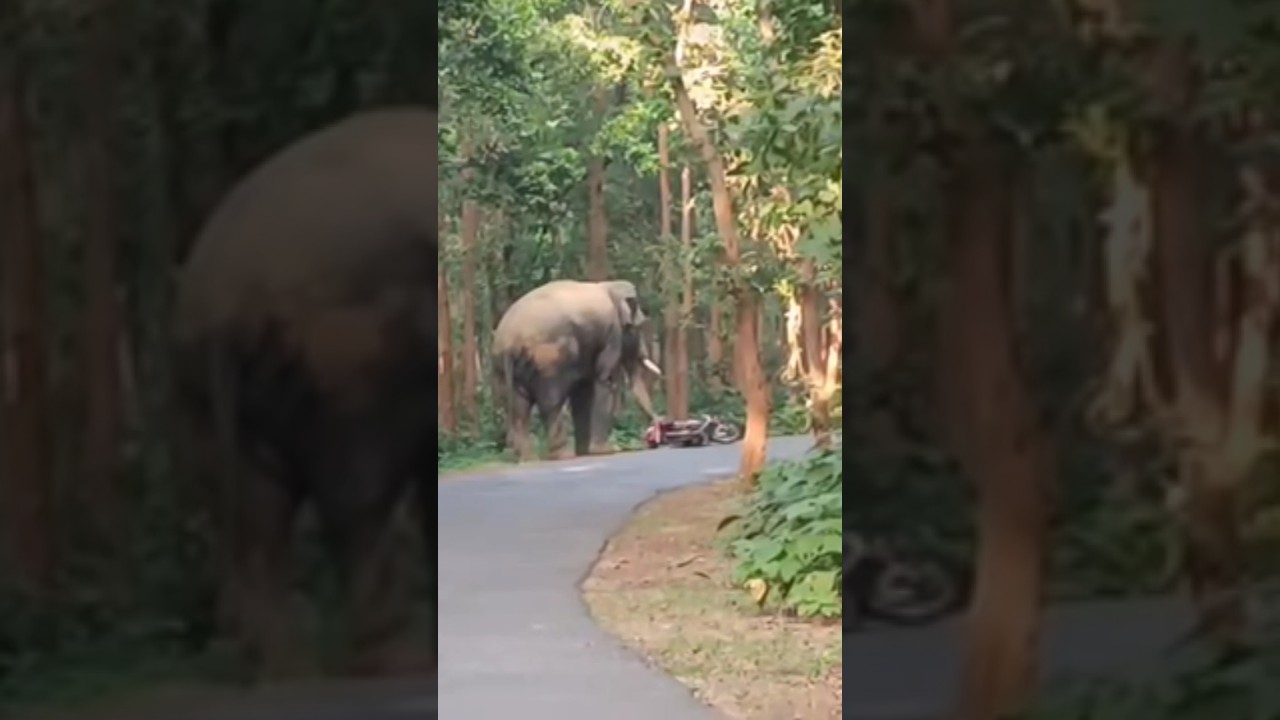elephant poaching at betanasia mbj#elephant poaching 2023#elephant poaching  rsgovindapur mbj odisha
