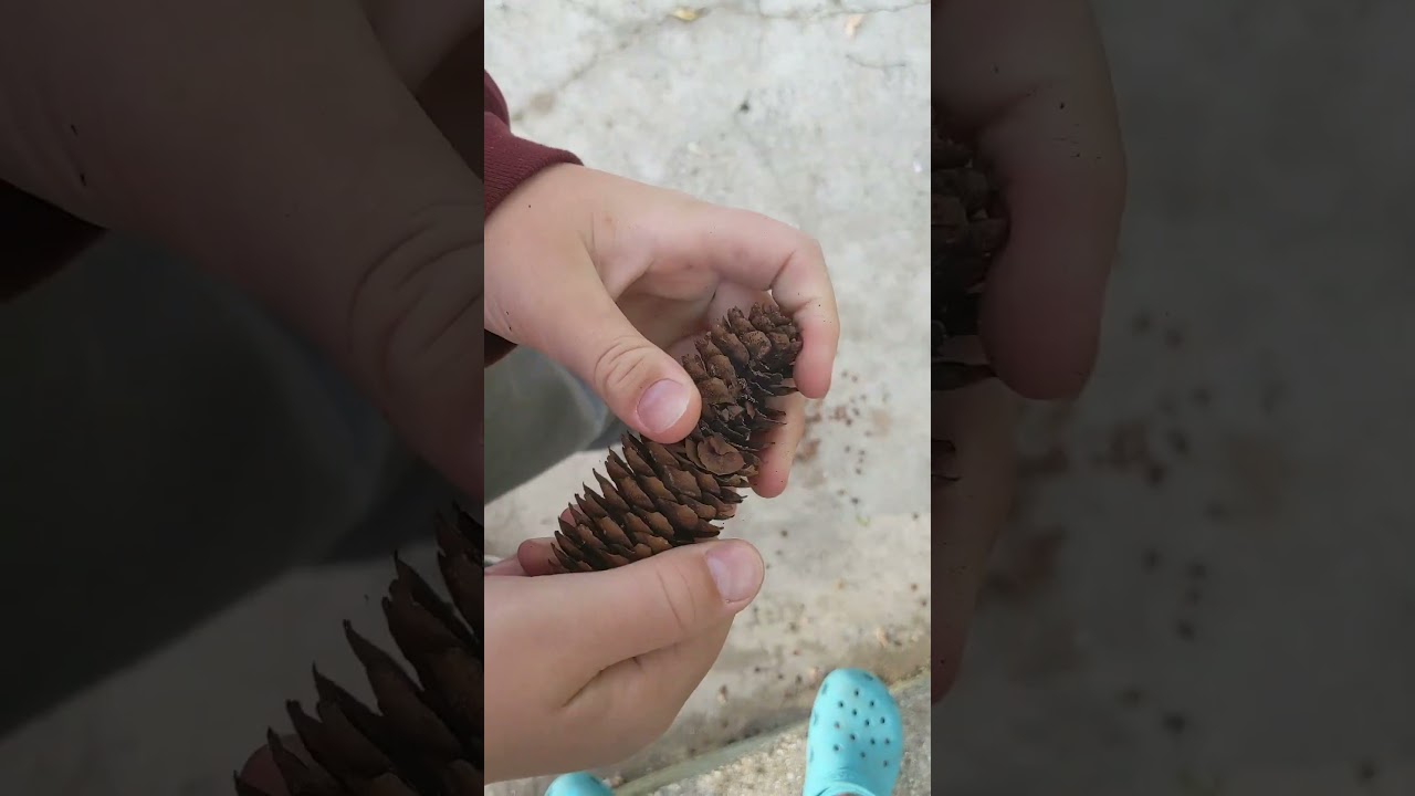 pinecone ASMR 🤤🤤🤤🤤🤤