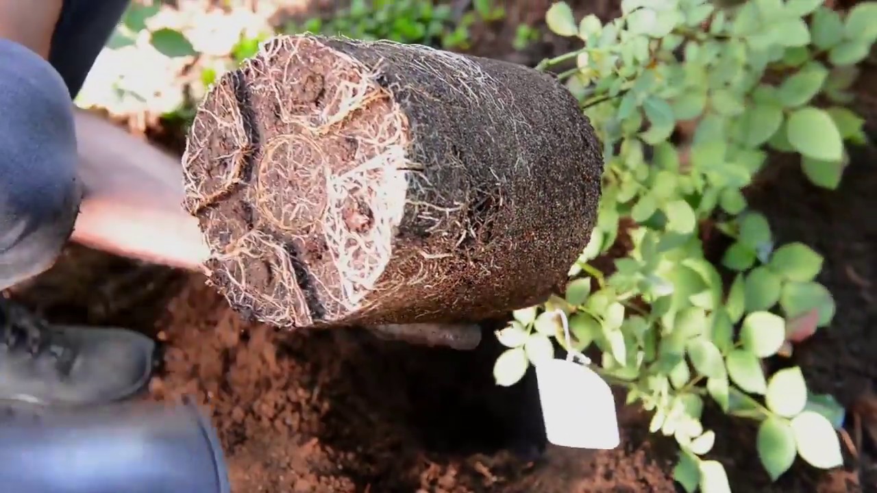 Jak założyć ogród różany