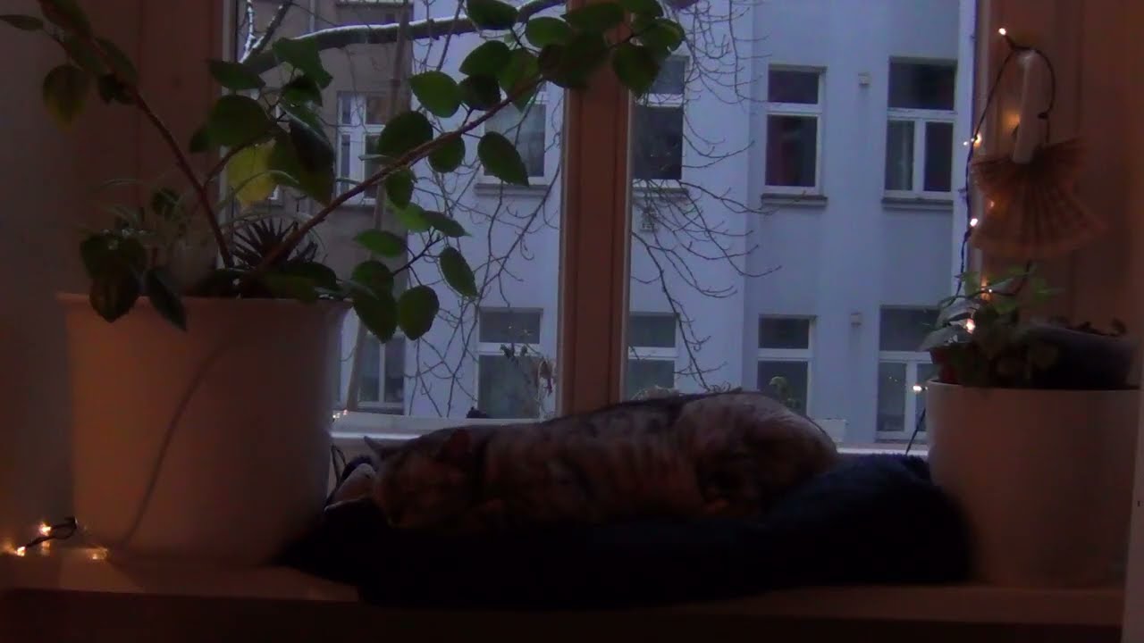 Luna the Cat Sleeping by the Window | Winter Late Afternoon to Nightfall in Berlin (50 min)