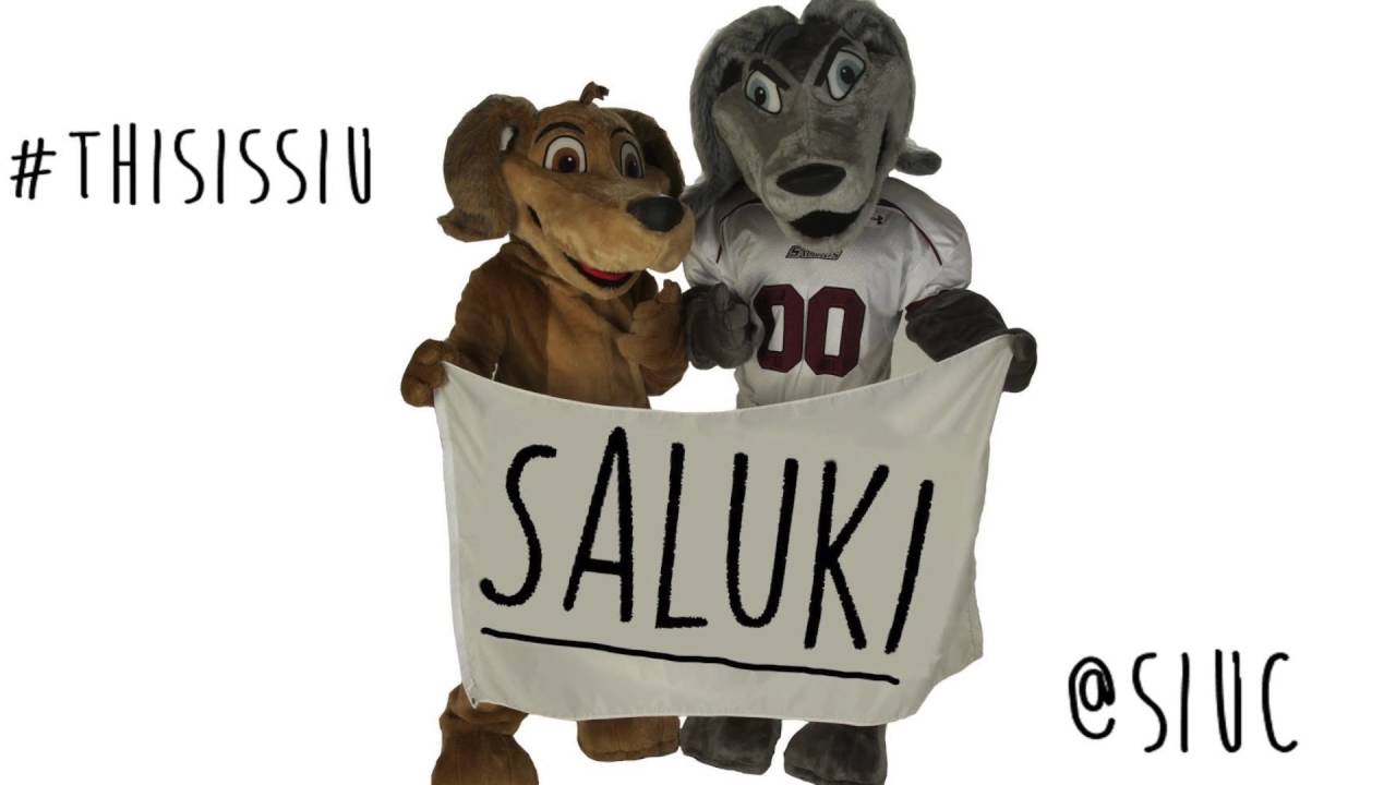 Saluki -- Justin Bieber Sorry Remix