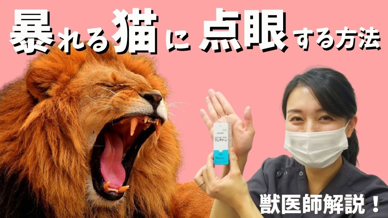 【初心者必見】暴れる猫でも大丈夫！目薬の差し方