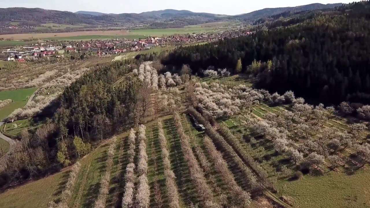 Kvetoucí třešňové sady ve Lhenicích