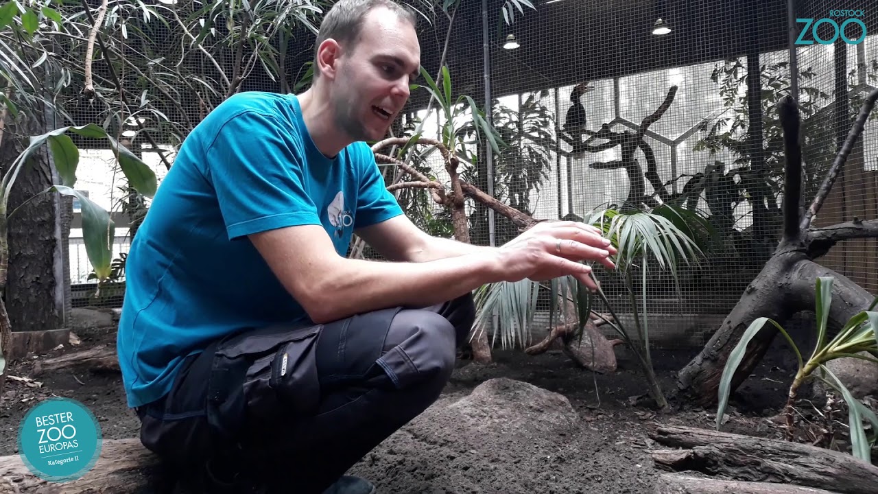 Zootier der Woche - Straußwachtel (Rollulus rouloul)