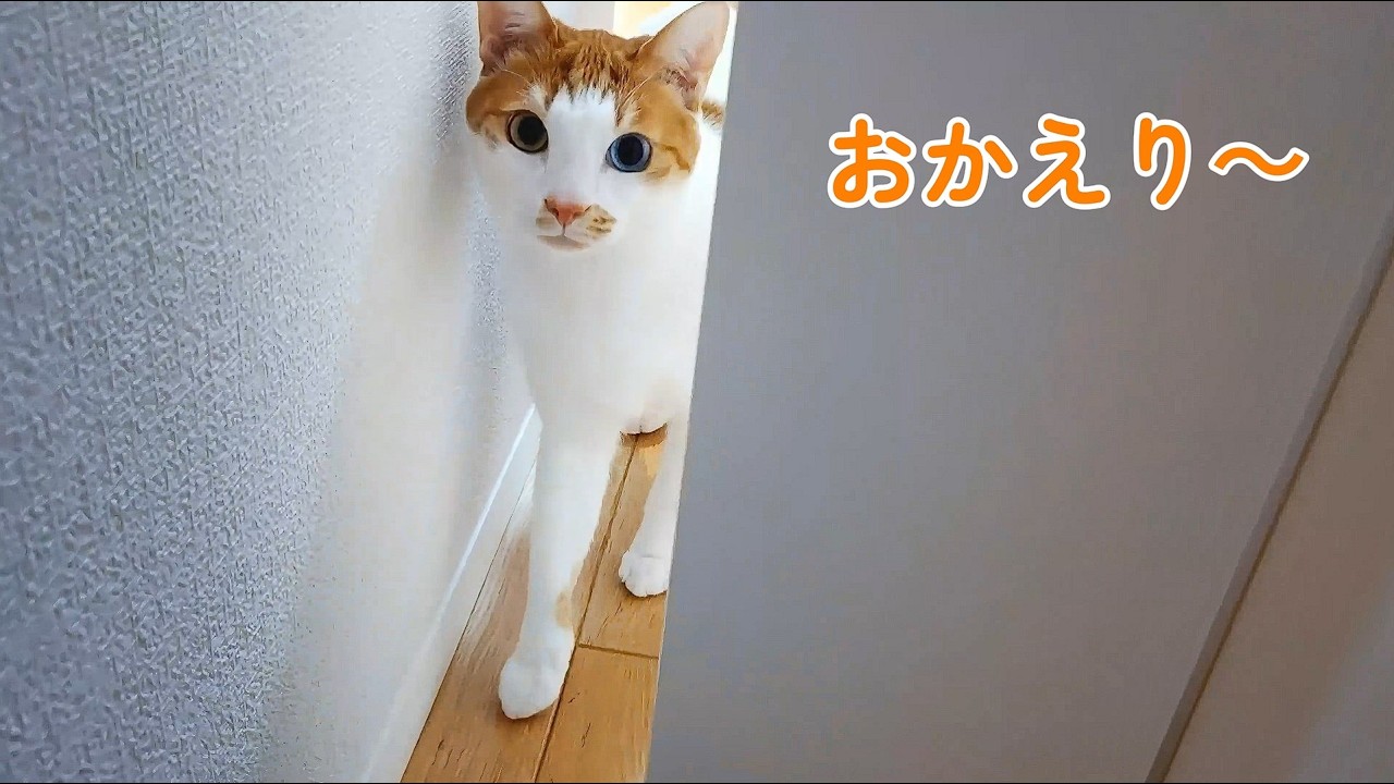 元保護猫がかわいくお出迎え