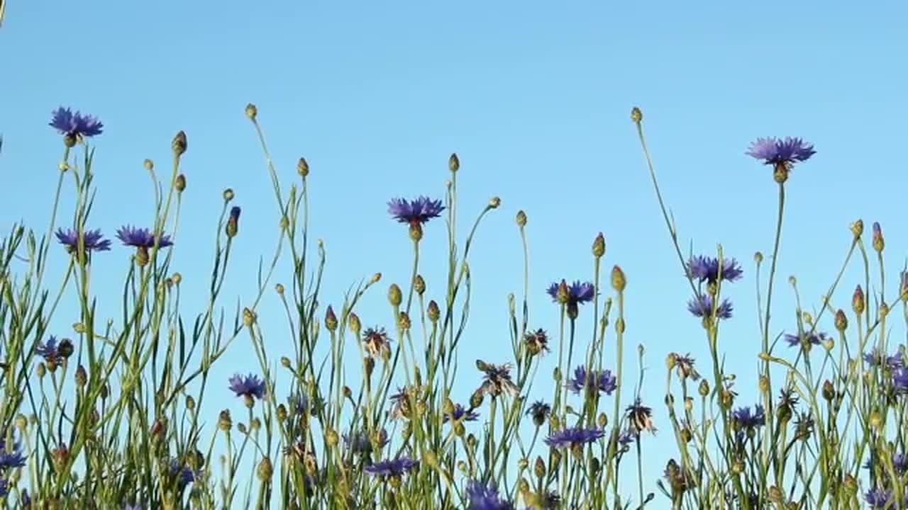 Corn Flowers Stock Video