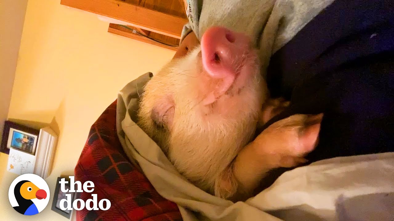 Rescue Pig Snuggles Between Her Parents In Bed Every Night | The Dodo