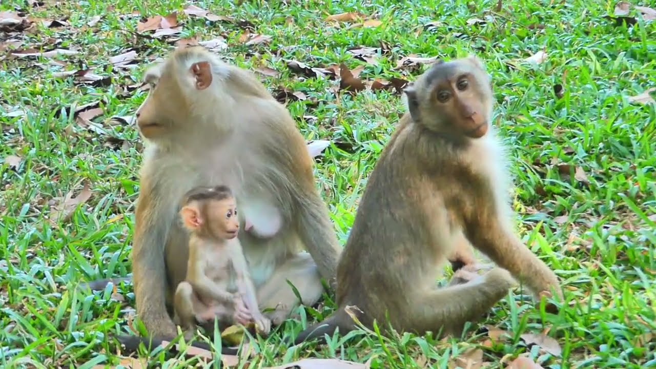 Very lovely a little monkey waiting for food with mom monkey Rose
