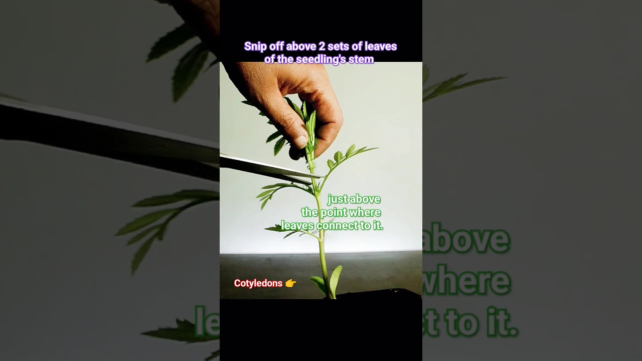 How to make Marigold Plant to get bushy shape and more flowers #marigold #flowers #plantcare