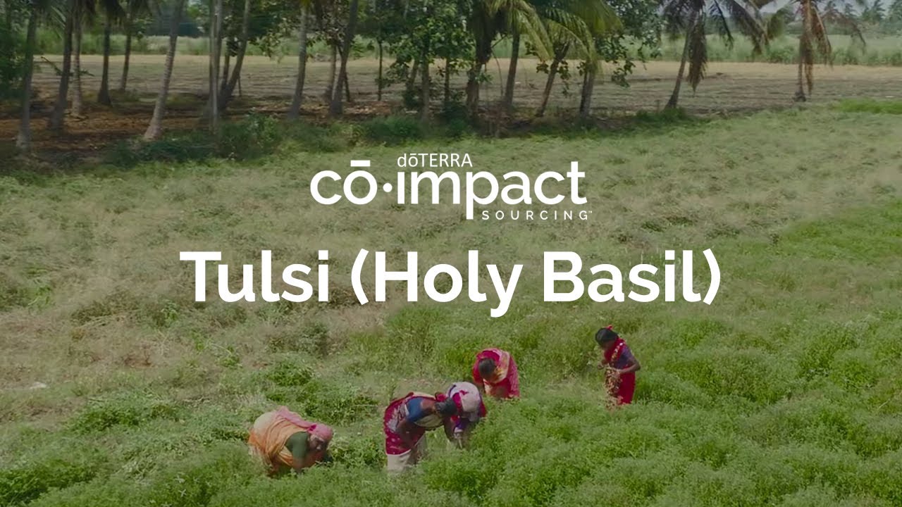 doTERRA Co-Impact Sourcing: Tulsi (Holy Basil)