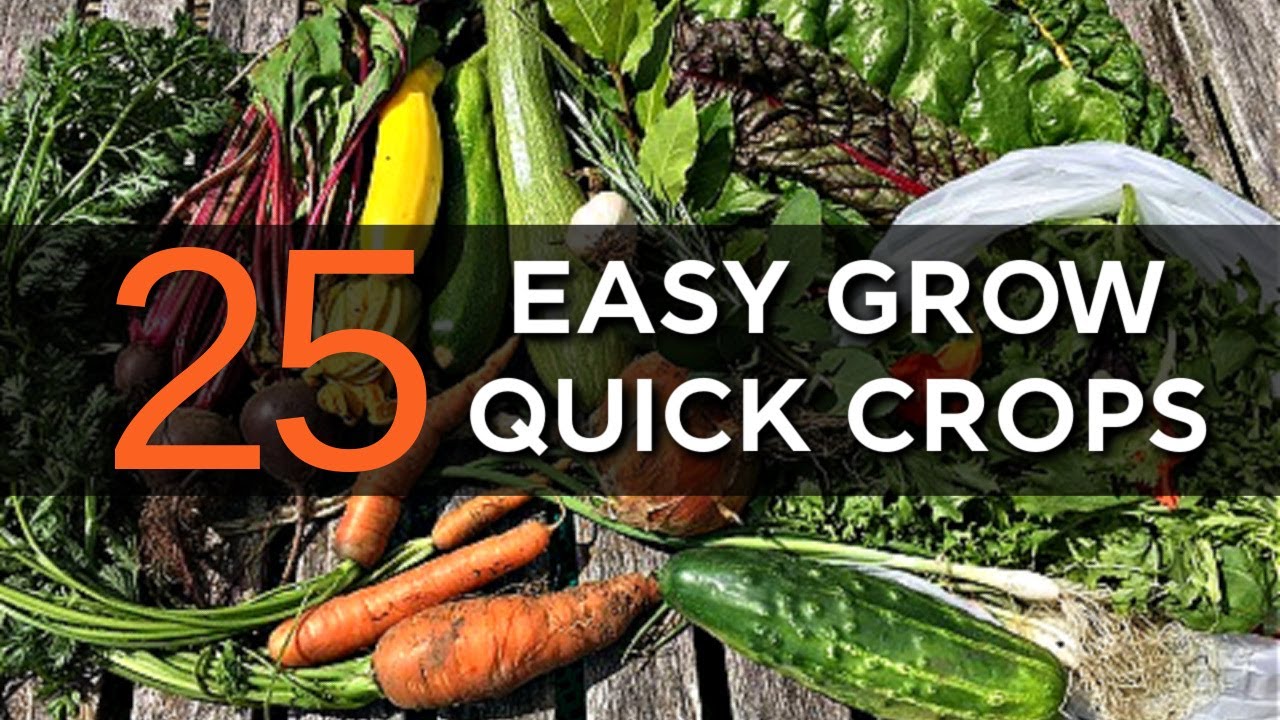 Fast Growing Crops for Quick Harvests | Garden Tour | Self-sufficient Abundance