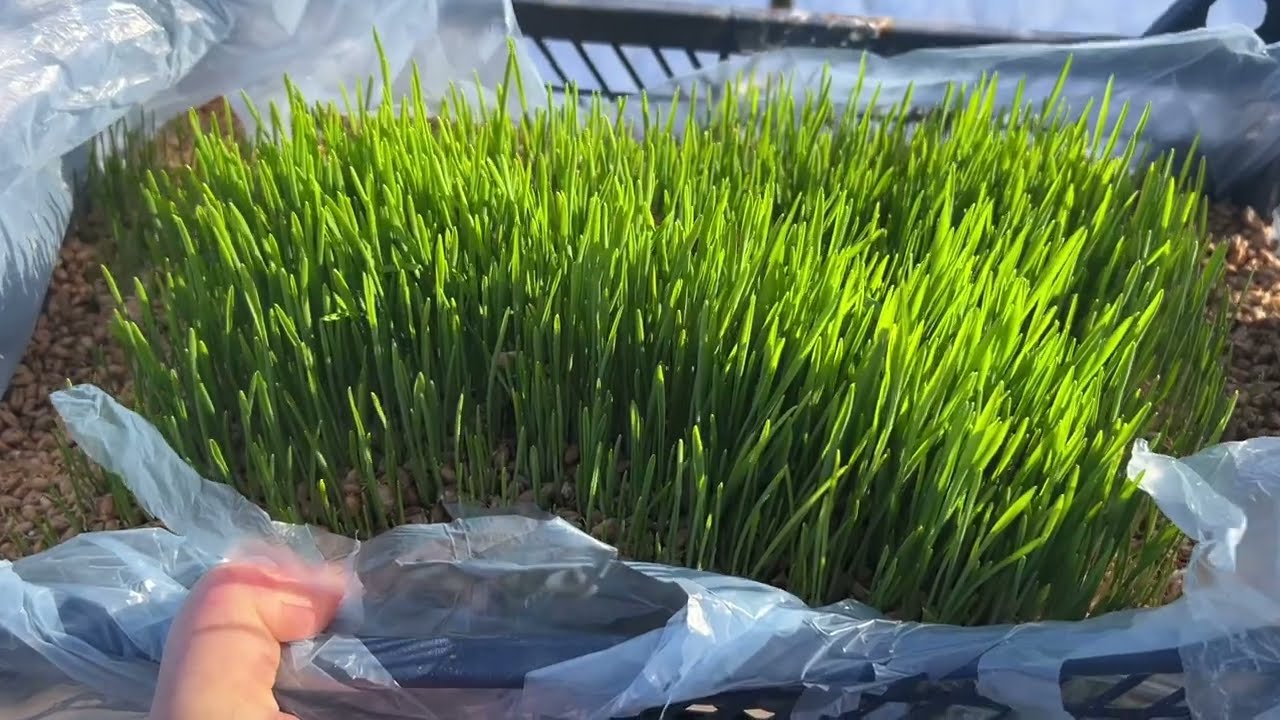Зелена шубка для курочок, пророщене зерно! Утепляв-дбав, а вони наробили шкоди,будуть мерзнути тепер