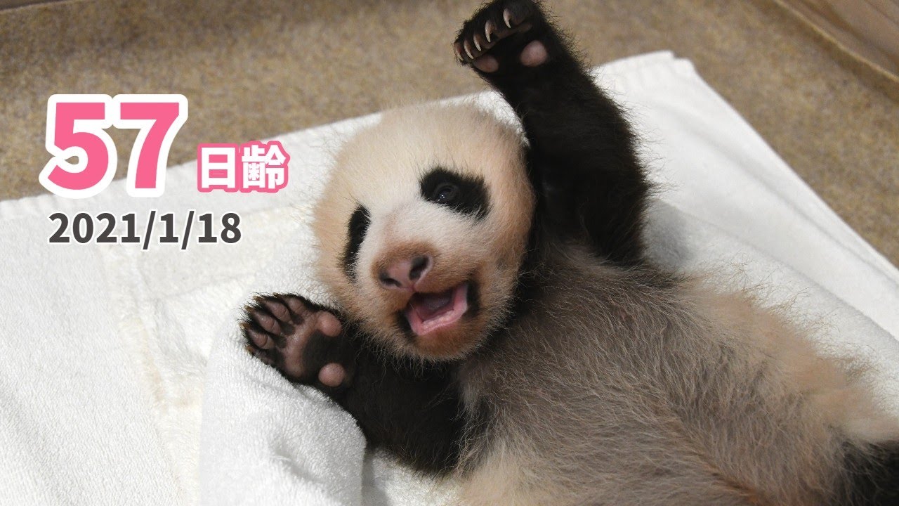 【パンダの赤ちゃん】寝返りも打てるよ！（57日齢）