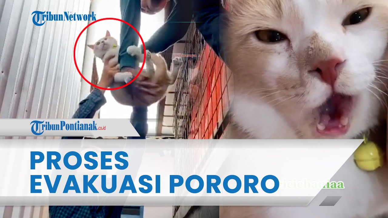 🔴 Detik Detik Evakuasi Pororo Usai Hilang Satu Hari