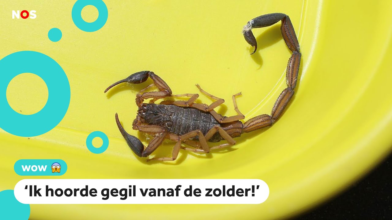 Help! Vrouw vindt giftige schorpioen in koffer