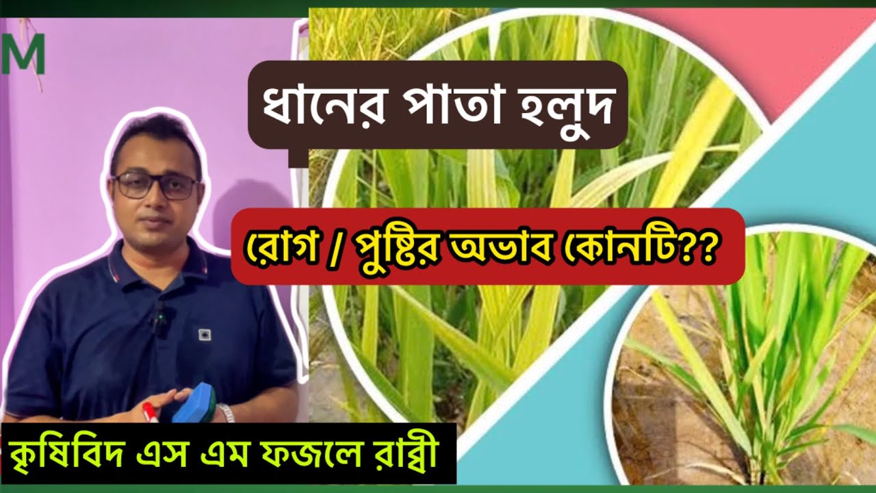 ধানের পাতা হলুদ - পুষ্টির অভাব না কি রোগ? জানুন সহজ সমাধান ||